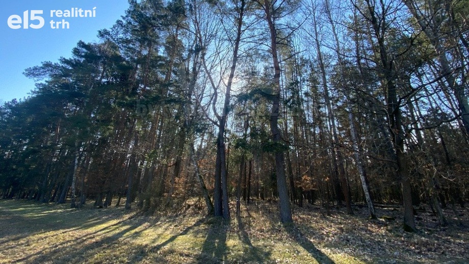 Prodej lesy, 2 994 m² - Všehrdy