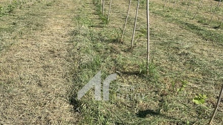 Prodej sadu / vinice 2 199 m², Křepice