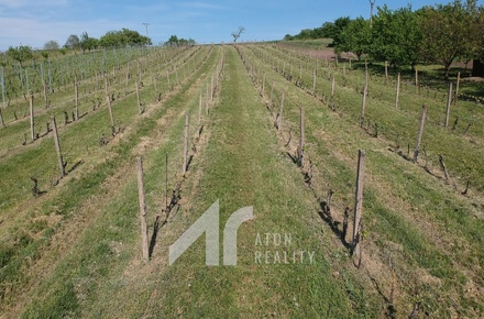 Prodej sadu / vinice 4 085 m², Křepice