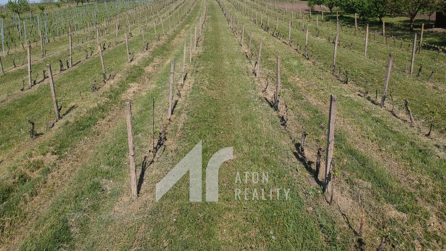 Prodej sady a vinice, 4 085 m² - Křepice