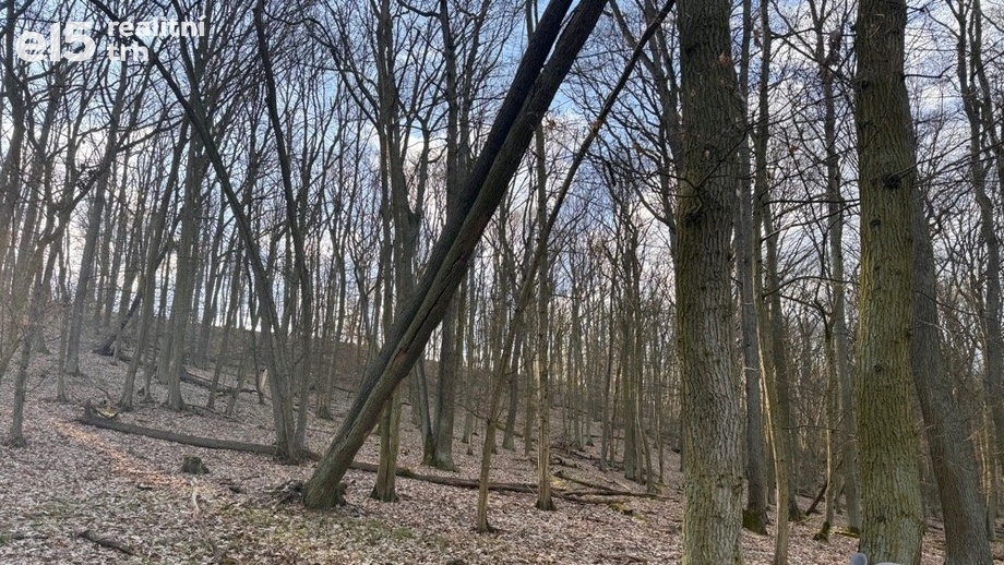 Prodej lesy, 3 018 m² - Morkůvky
