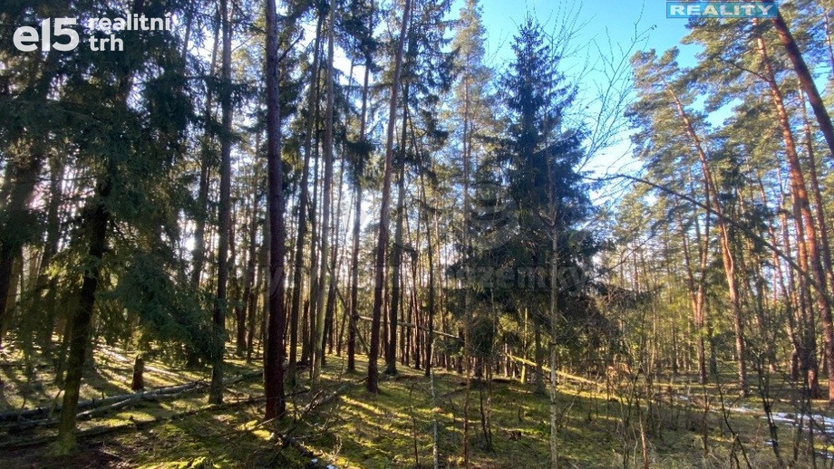 Prodej lesy, 2 484 m² - Všehrdy