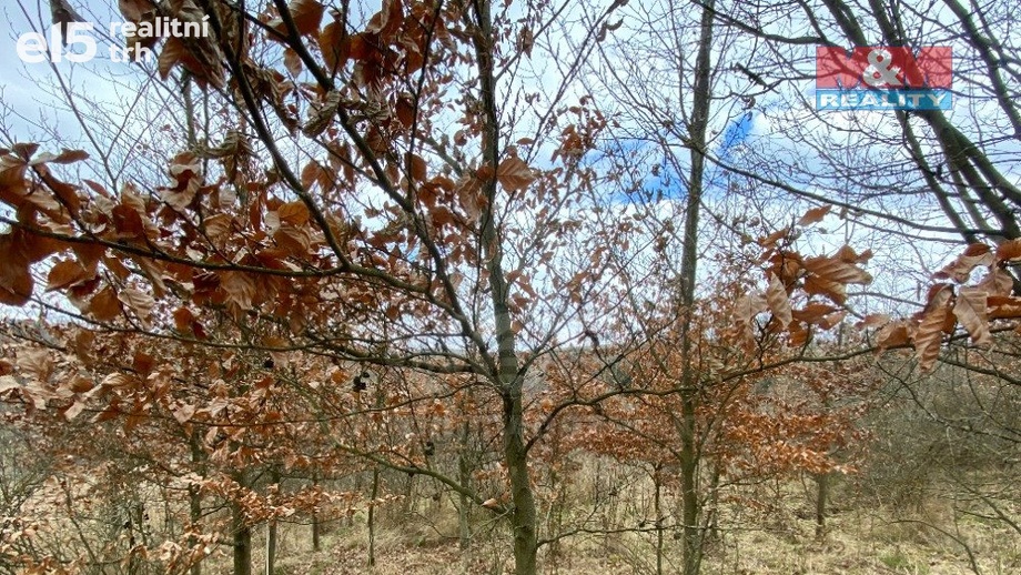 Prodej lesy, 2 269 m² - Kožichovice