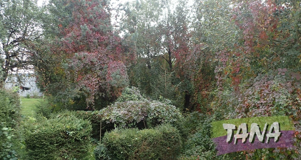 Prodej šesti pozemků na zahrádky 382 m², Mladějov, okr.Jičín