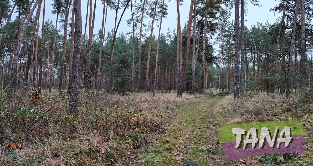 Prodej lesa 2 609 m², Sokoleč